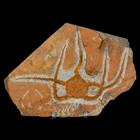 4.6" Brittle Star Ophiura Sp Starfish Fossil Ordovician Age Morocco COA & Stand