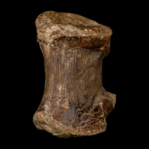 2.8" Dromaeosaurid Raptor Dinosaur Fossil Caudal Vertebrae Hell Creek MT COA Stand - Fossil Age Minerals