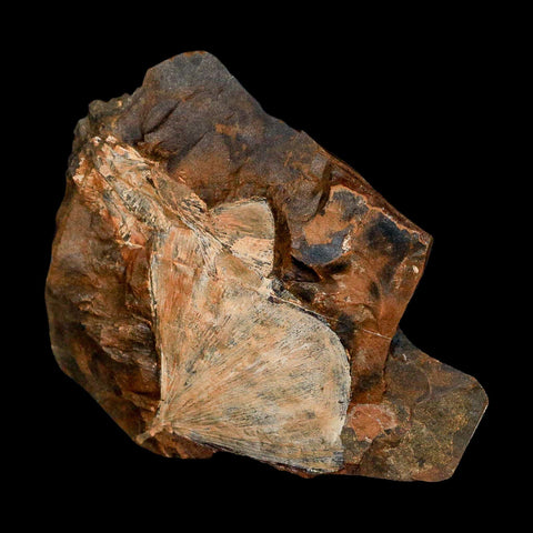 2.3" Detailed Ginkgo Cranei Fossil Plant Leaf Morton County, ND Paleocene Age COA - Fossil Age Minerals