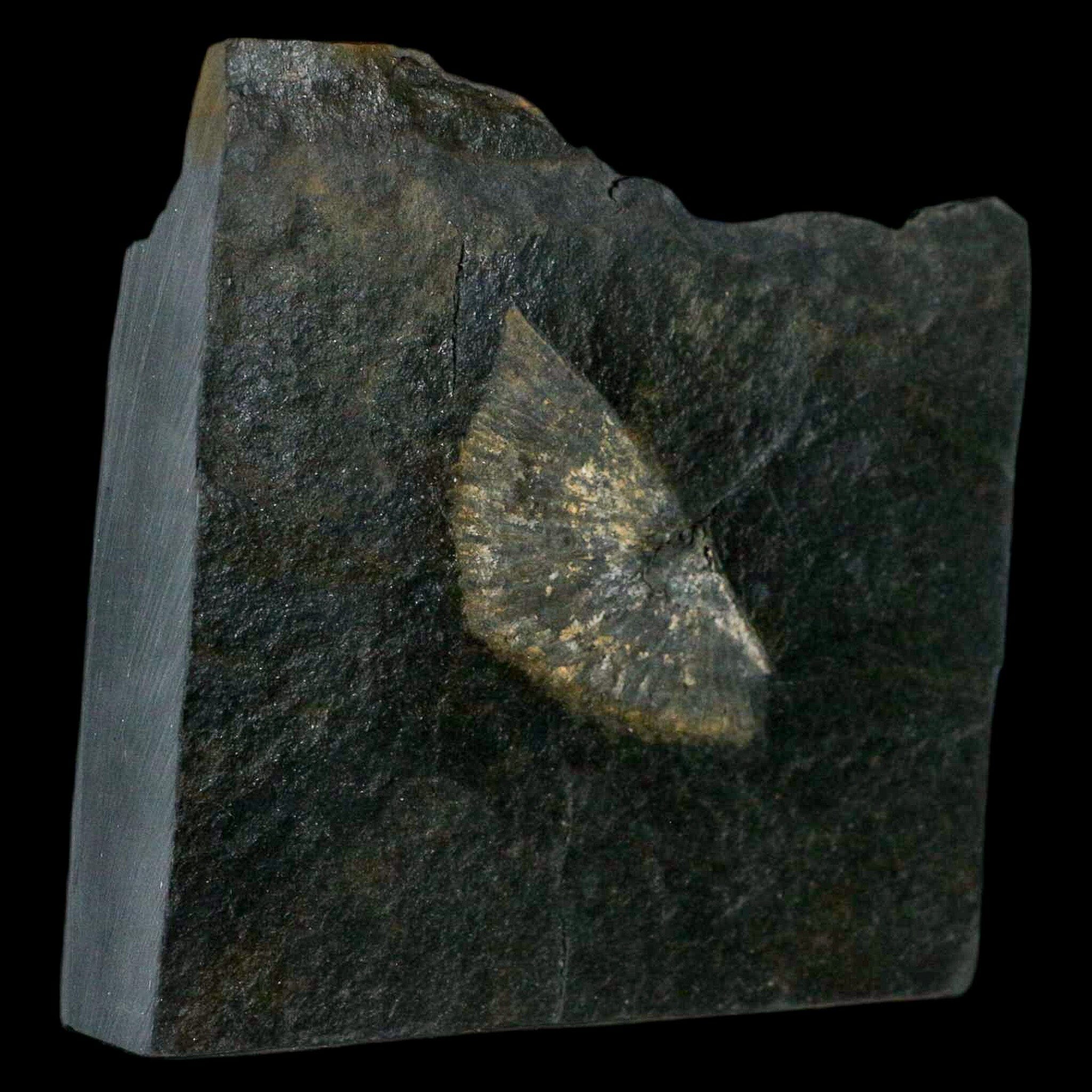 1.9" Fossil Paralenorthis Sp Brachiopod In Matrix Valongo Formation Arouca Portugal - Fossil Age Minerals