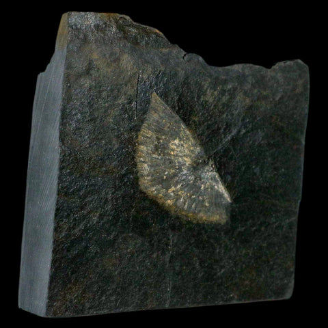 1.9" Fossil Paralenorthis Sp Brachiopod In Matrix Valongo Formation Arouca Portugal - Fossil Age Minerals