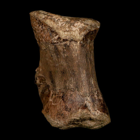 2.8" Dromaeosaurid Raptor Dinosaur Fossil Caudal Vertebrae Hell Creek MT COA Stand - Fossil Age Minerals