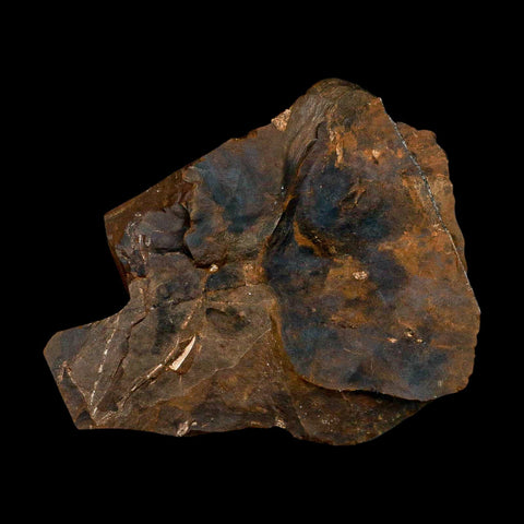 2.3" Detailed Ginkgo Cranei Fossil Plant Leaf Morton County, ND Paleocene Age COA - Fossil Age Minerals