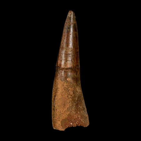 XL 3.7" Spinosaurus Fossil Tooth 100 Million Years Old Cretaceous Dinosaur COA