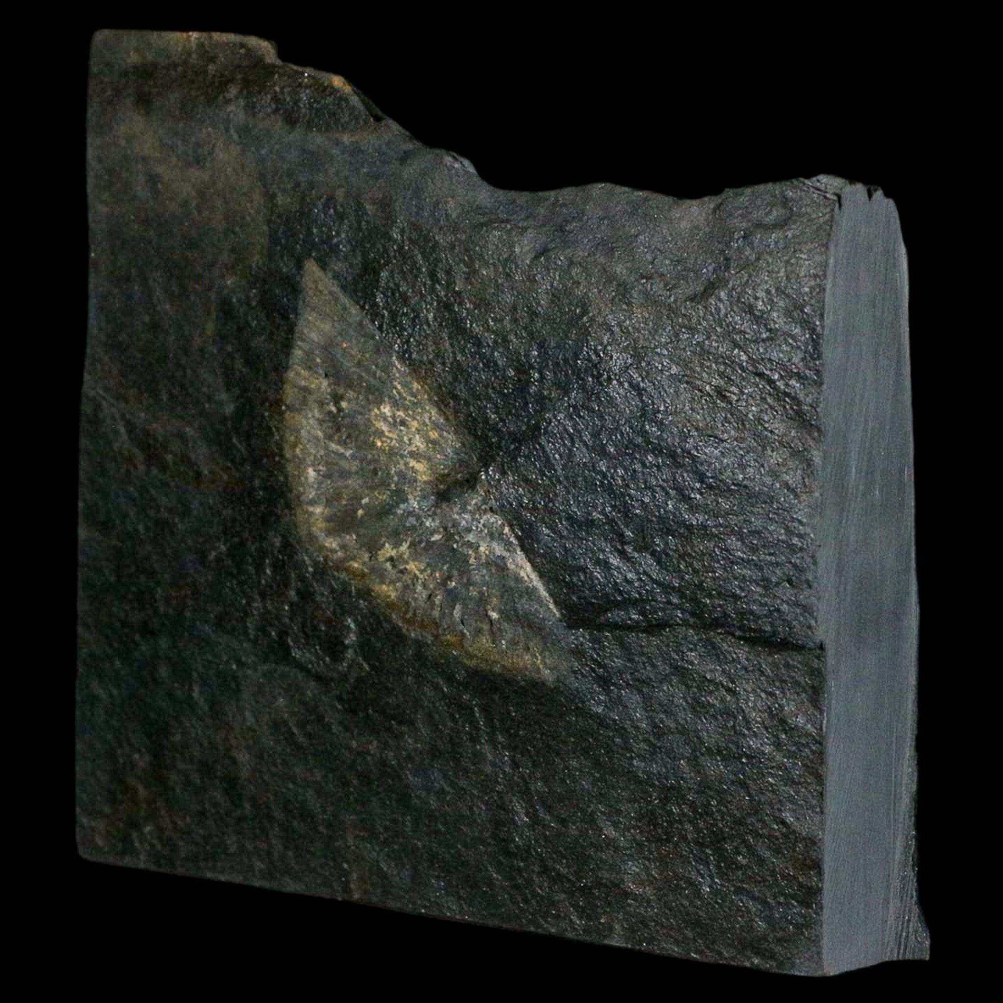 1.9" Fossil Paralenorthis Sp Brachiopod In Matrix Valongo Formation Arouca Portugal - Fossil Age Minerals