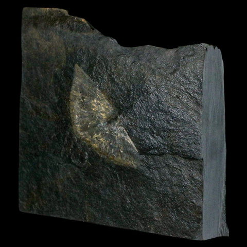 1.9" Fossil Paralenorthis Sp Brachiopod In Matrix Valongo Formation Arouca Portugal - Fossil Age Minerals