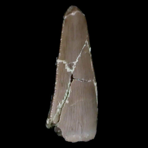 0.6" Postosuchus Rauisuchid Archosaur Fossil Tooth Chinle Formation AZ COA Display - Fossil Age Minerals