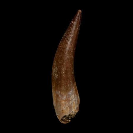 XXL 2.5" Plesiosaur Zarafasaura Tooth Fossil Cretaceous Dinosaur Era COA, Stand