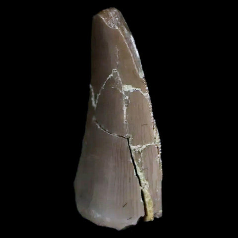 0.6" Postosuchus Rauisuchid Archosaur Fossil Tooth Chinle Formation AZ COA Display - Fossil Age Minerals