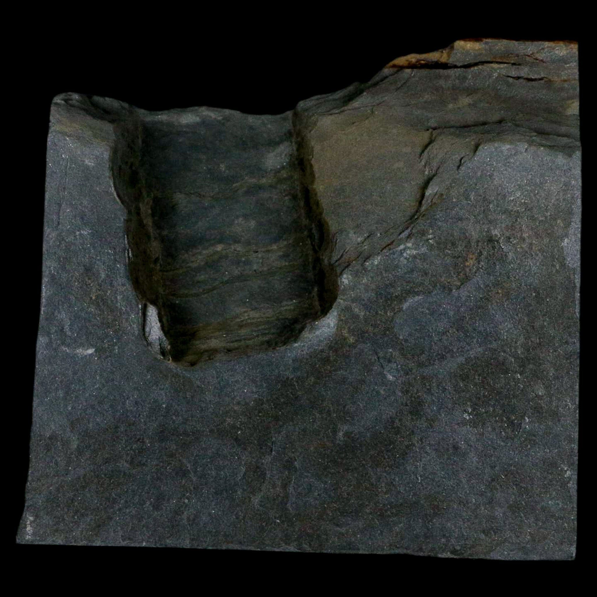 1.9" Fossil Paralenorthis Sp Brachiopod In Matrix Valongo Formation Arouca Portugal - Fossil Age Minerals