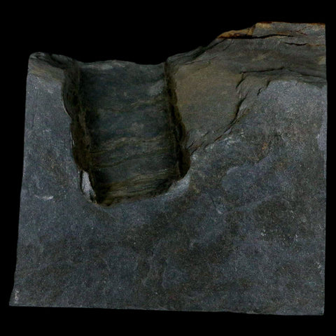 1.9" Fossil Paralenorthis Sp Brachiopod In Matrix Valongo Formation Arouca Portugal - Fossil Age Minerals