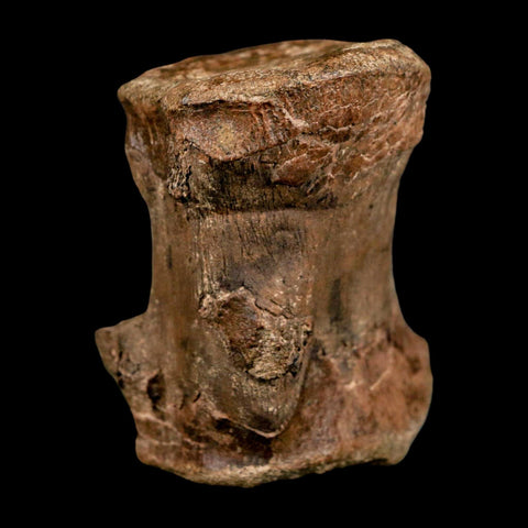 2.8" Dromaeosaurid Raptor Dinosaur Fossil Caudal Vertebrae Hell Creek MT COA Stand - Fossil Age Minerals