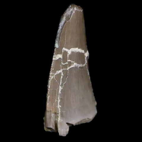 0.6" Postosuchus Rauisuchid Archosaur Fossil Tooth Chinle Formation AZ COA Display - Fossil Age Minerals