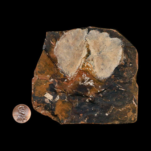 2.5" Detailed Ginkgo Cranei Fossil Plant Leaf Morton County, ND Paleocene Age COA - Fossil Age Minerals