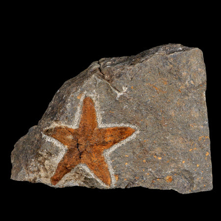 47MM Brittlestar Petraster Starfish Fossil Ordovician Age Blekus Morocco COA