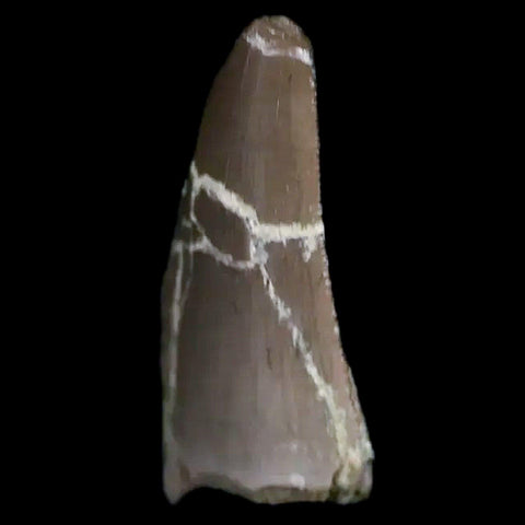 0.6" Postosuchus Rauisuchid Archosaur Fossil Tooth Chinle Formation AZ COA Display - Fossil Age Minerals