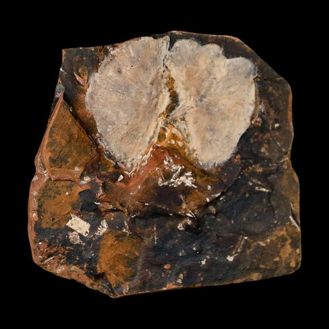 2.5" Detailed Ginkgo Cranei Fossil Plant Leaf Morton County, ND Paleocene Age COA - Fossil Age Minerals