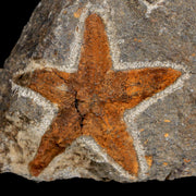47MM Brittlestar Petraster Starfish Fossil Ordovician Age Blekus Morocco COA