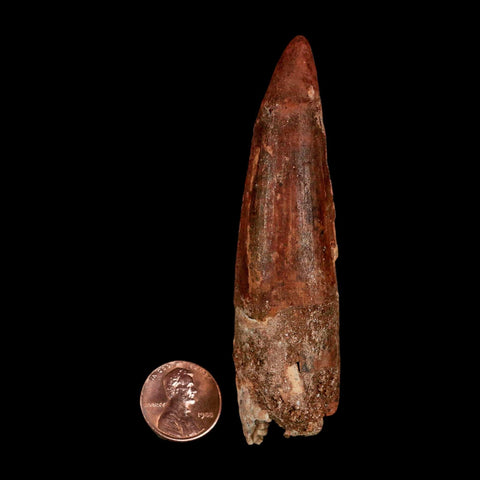 XL 3.6" Spinosaurus Fossil Tooth 100 Million Years Old Cretaceous Dinosaur COA