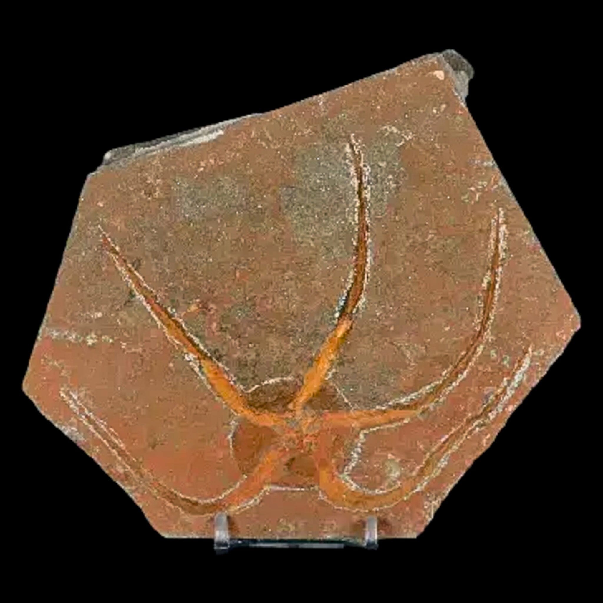 4.9" Brittle Star Ophiura Sp Starfish Fossil Ordovician Age Morocco COA & Stand - Fossil Age Minerals