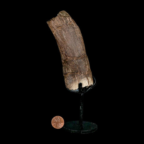 4.8" Triceratops Fossil Vertebrae Process Hell Creek FM Cretaceous Dinosaur MT COA Stand - Fossil Age Minerals