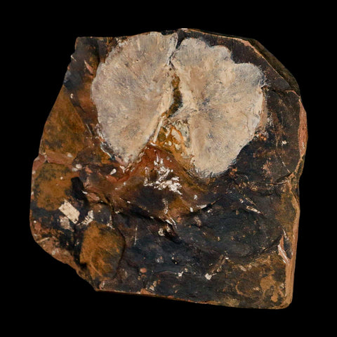 2.5" Detailed Ginkgo Cranei Fossil Plant Leaf Morton County, ND Paleocene Age COA - Fossil Age Minerals