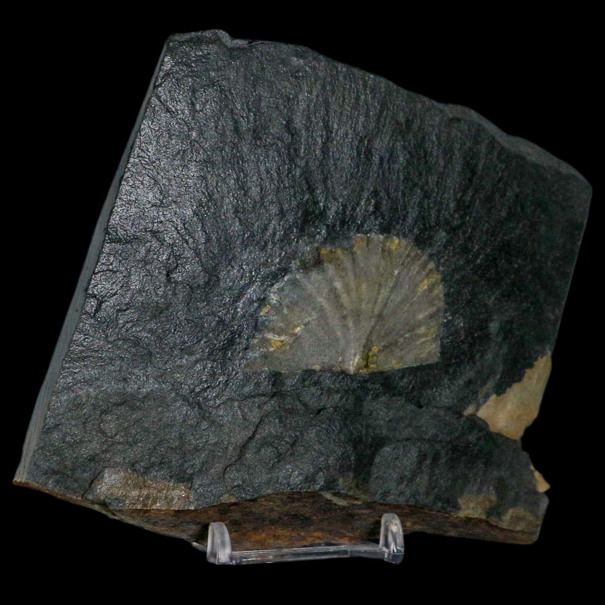 1.9" Fossil Paralenorthis Sp Brachiopod In Matrix Valongo Formation Arouca Portugal - Fossil Age Minerals