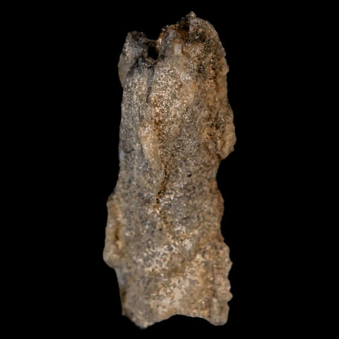1.8" Fulgurite Petrified Lighting Strike Glass Sahara Desert Algeria - Fossil Age Minerals