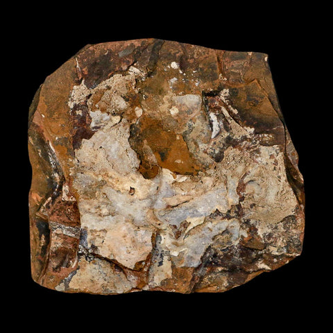 2.5" Detailed Ginkgo Cranei Fossil Plant Leaf Morton County, ND Paleocene Age COA - Fossil Age Minerals