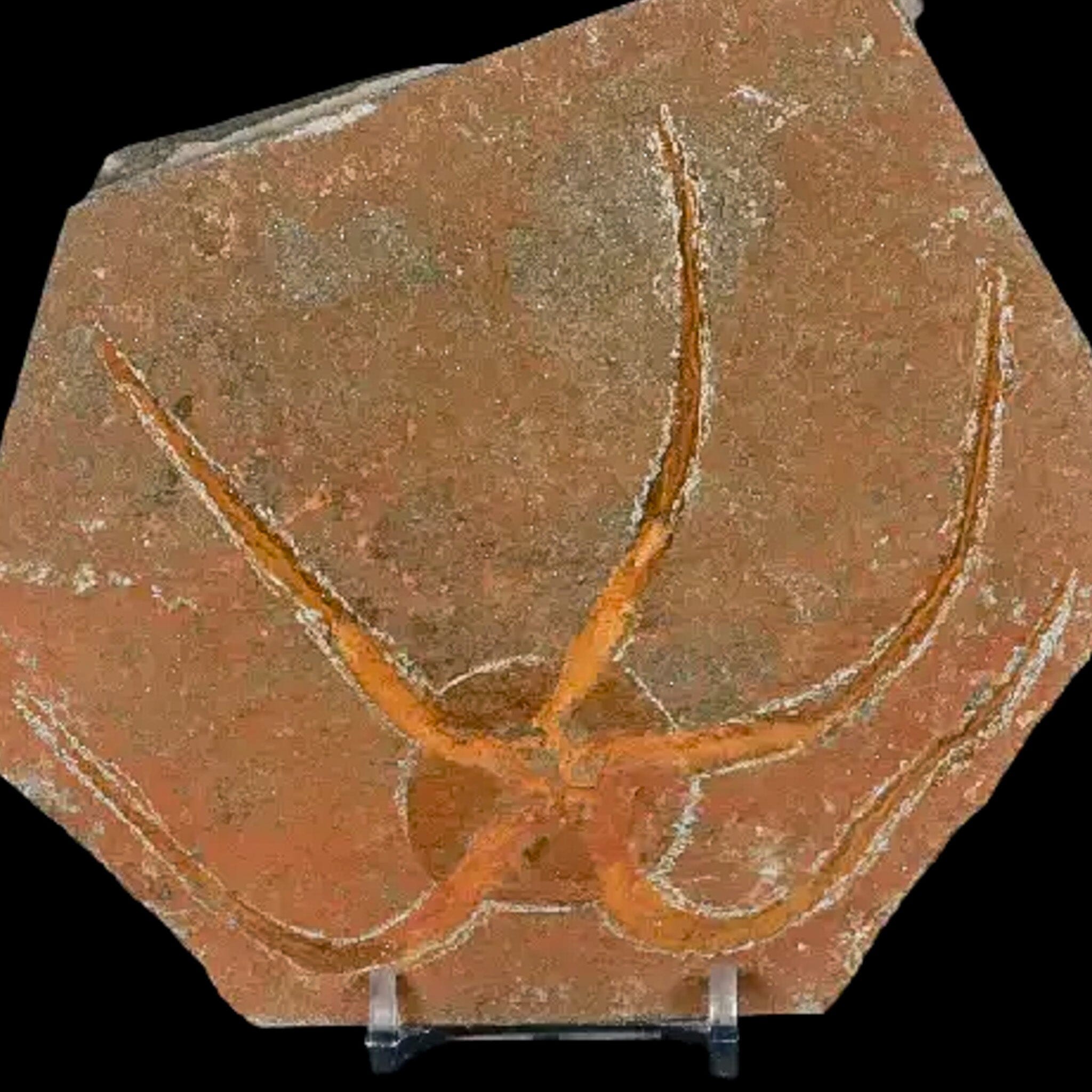 4.9" Brittle Star Ophiura Sp Starfish Fossil Ordovician Age Morocco COA & Stand - Fossil Age Minerals