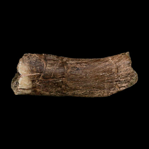 4.8" Triceratops Fossil Vertebrae Process Hell Creek FM Cretaceous Dinosaur MT COA Stand - Fossil Age Minerals