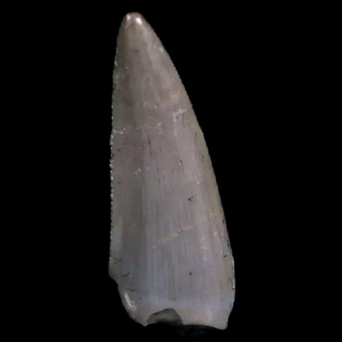 0.6" Postosuchus Rauisuchid Archosaur Fossil Tooth Chinle Formation AZ COA Display - Fossil Age Minerals