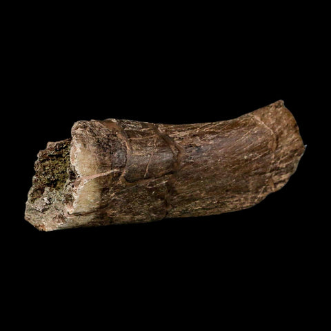 4.8" Triceratops Fossil Vertebrae Process Hell Creek FM Cretaceous Dinosaur MT COA Stand - Fossil Age Minerals