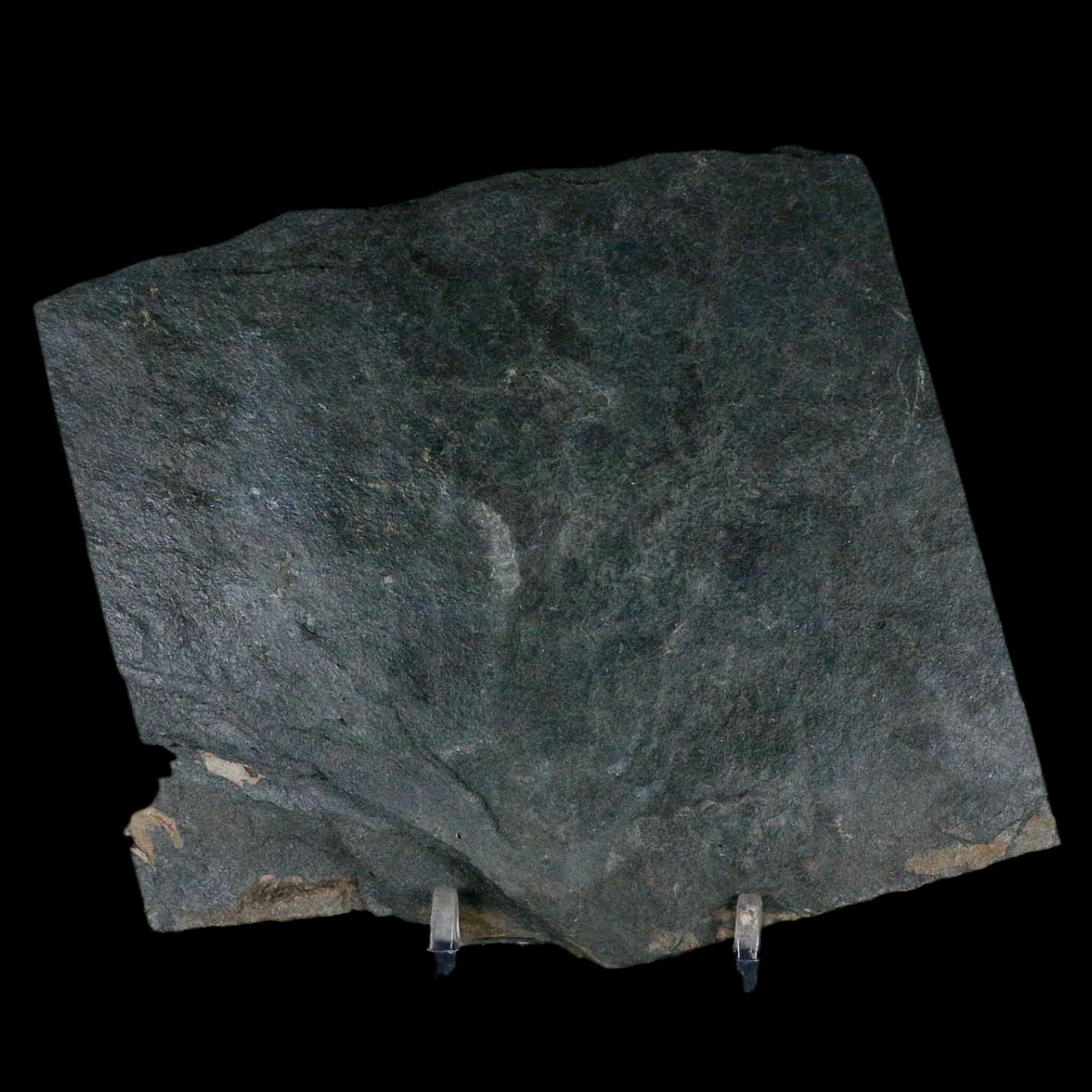 1.9" Fossil Paralenorthis Sp Brachiopod In Matrix Valongo Formation Arouca Portugal - Fossil Age Minerals