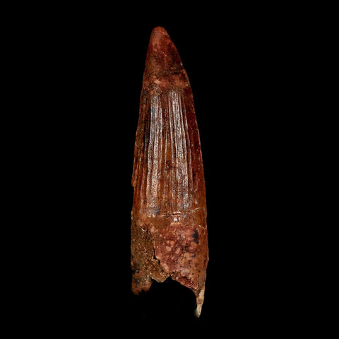XL 3.6" Spinosaurus Fossil Tooth 100 Million Years Old Cretaceous Dinosaur COA