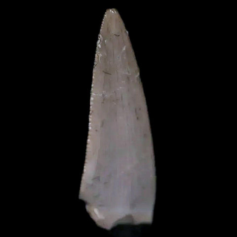 0.6" Postosuchus Rauisuchid Archosaur Fossil Tooth Chinle Formation AZ COA Display - Fossil Age Minerals