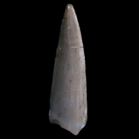 0.6" Postosuchus Rauisuchid Archosaur Fossil Tooth Chinle Formation AZ COA Display - Fossil Age Minerals