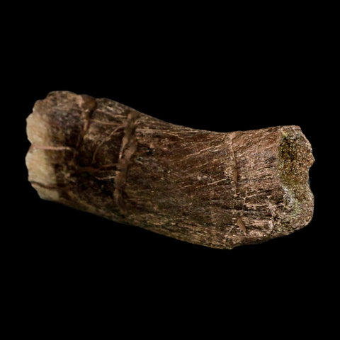 4.8" Triceratops Fossil Vertebrae Process Hell Creek FM Cretaceous Dinosaur MT COA Stand - Fossil Age Minerals