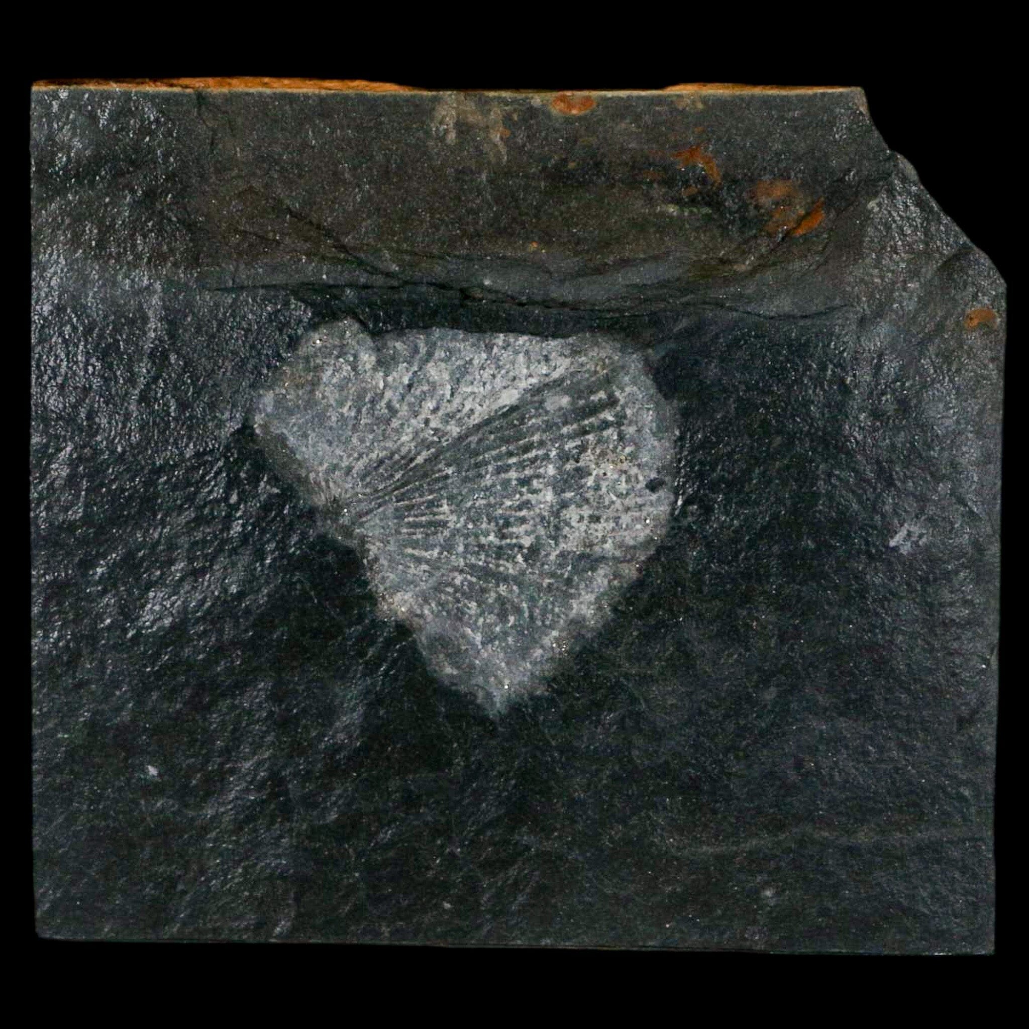 1.9" Fossil Paralenorthis Sp Brachiopod In Matrix Valongo Formation Arouca Portugal - Fossil Age Minerals
