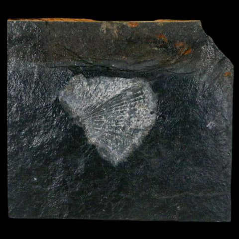 1.9" Fossil Paralenorthis Sp Brachiopod In Matrix Valongo Formation Arouca Portugal - Fossil Age Minerals