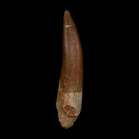 XXL 2.6" Plesiosaur Zarafasaura Tooth Fossil Cretaceous Dinosaur Era COA, Stand