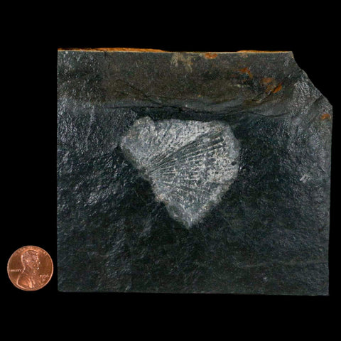 1.9" Fossil Paralenorthis Sp Brachiopod In Matrix Valongo Formation Arouca Portugal - Fossil Age Minerals