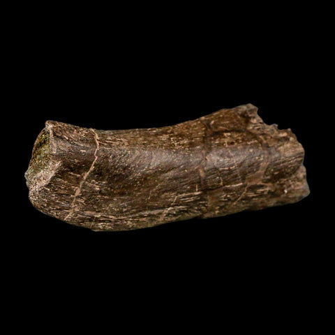 4.8" Triceratops Fossil Vertebrae Process Hell Creek FM Cretaceous Dinosaur MT COA Stand - Fossil Age Minerals