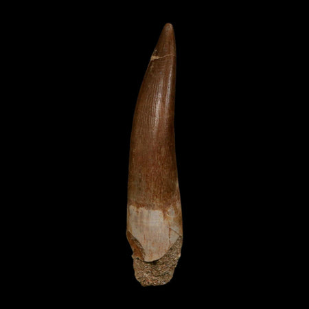 XXL 2.6" Plesiosaur Zarafasaura Tooth Fossil Cretaceous Dinosaur Era COA, Stand