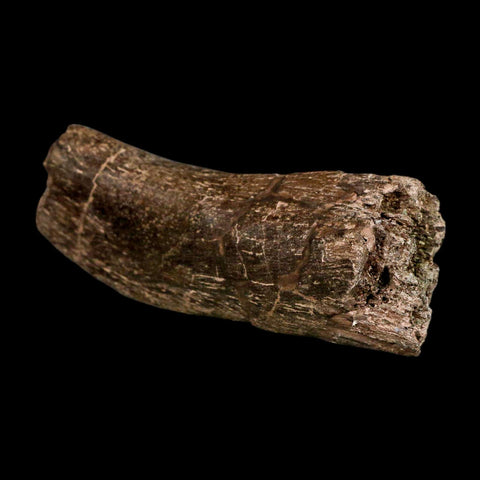 4.8" Triceratops Fossil Vertebrae Process Hell Creek FM Cretaceous Dinosaur MT COA Stand - Fossil Age Minerals