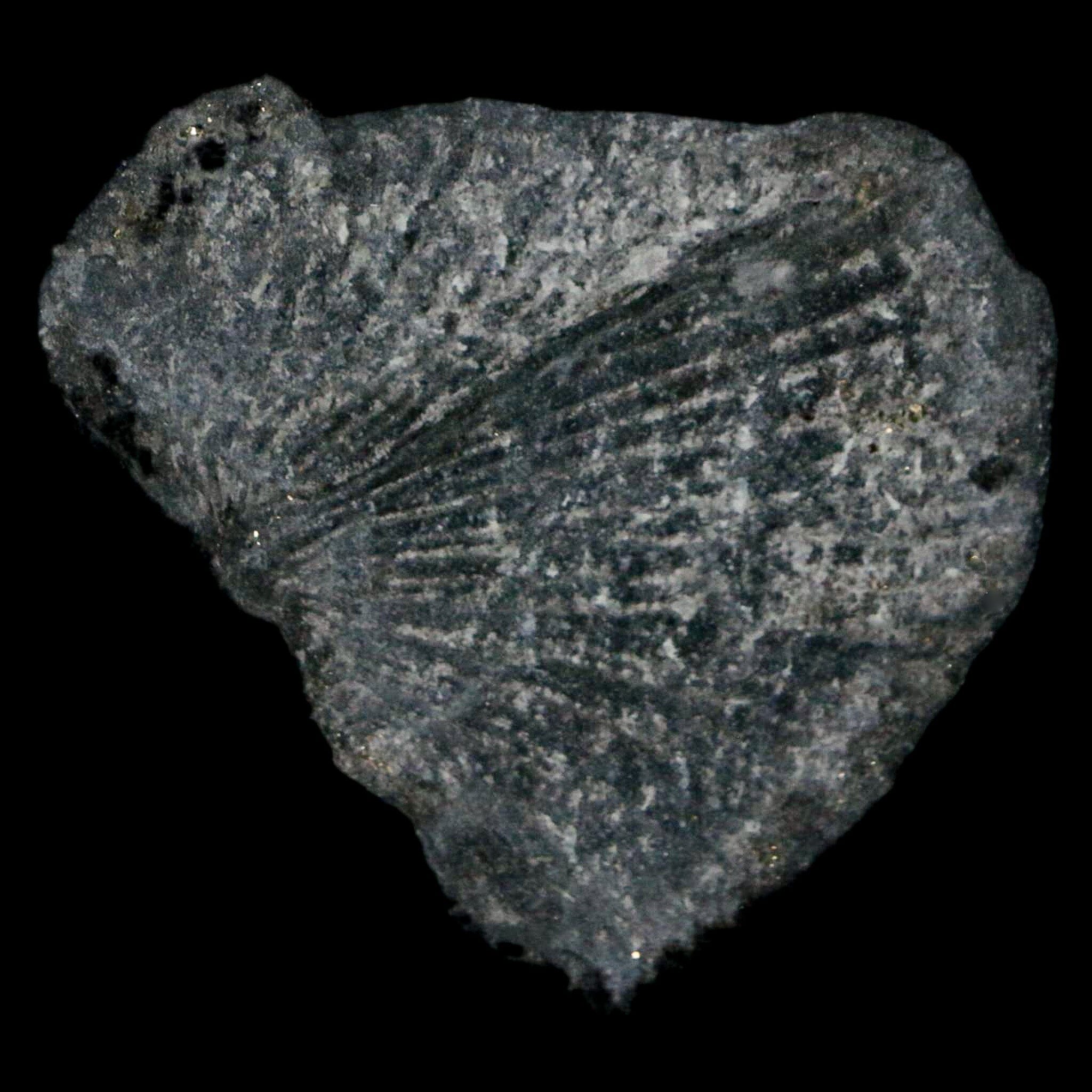 1.9" Fossil Paralenorthis Sp Brachiopod In Matrix Valongo Formation Arouca Portugal - Fossil Age Minerals