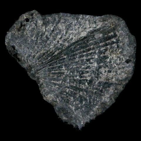 1.9" Fossil Paralenorthis Sp Brachiopod In Matrix Valongo Formation Arouca Portugal - Fossil Age Minerals