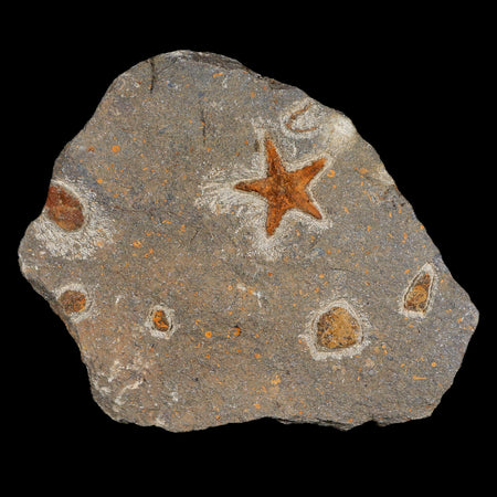 26MM Brittlestar Petraster Starfish Fossil Ordovician Age Blekus Morocco COA