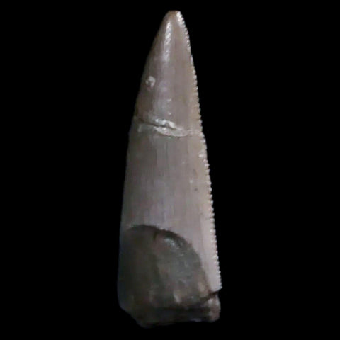 0.6" Postosuchus Rauisuchid Archosaur Fossil Tooth Chinle Formation AZ COA Display - Fossil Age Minerals