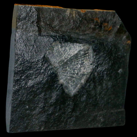 1.9" Fossil Paralenorthis Sp Brachiopod In Matrix Valongo Formation Arouca Portugal - Fossil Age Minerals